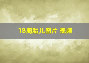 18周胎儿图片 视频